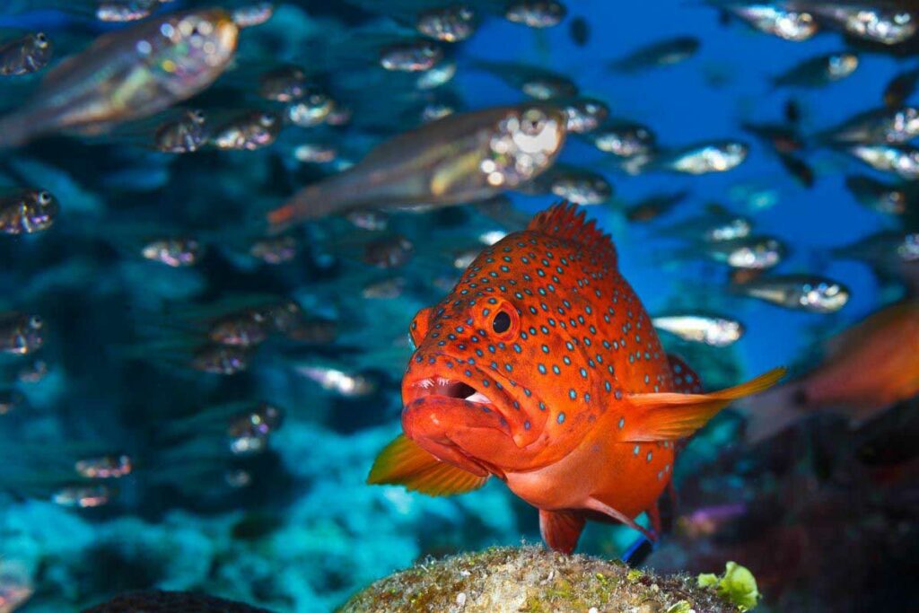 Laamu Atoll Maldives Scuba Diving Grouper