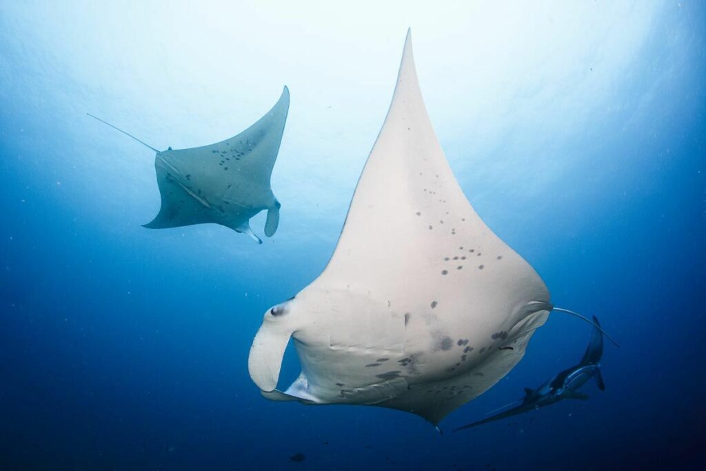 Laamu Atoll Maldives Scuba Diving Manta