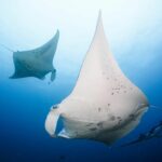 Laamu Atoll Maldives Scuba Diving Manta