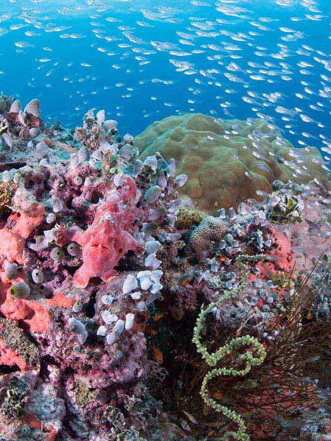 Laamu Atoll Maldives Scuba Diving Reef