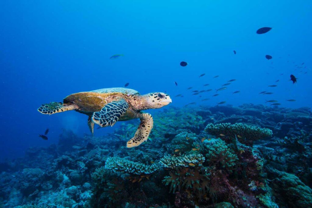 Laamu Atoll Maldives Turtle