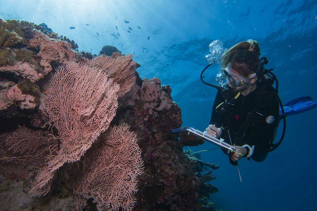 Laamu Maldives 1SurveyTash Andy Ball