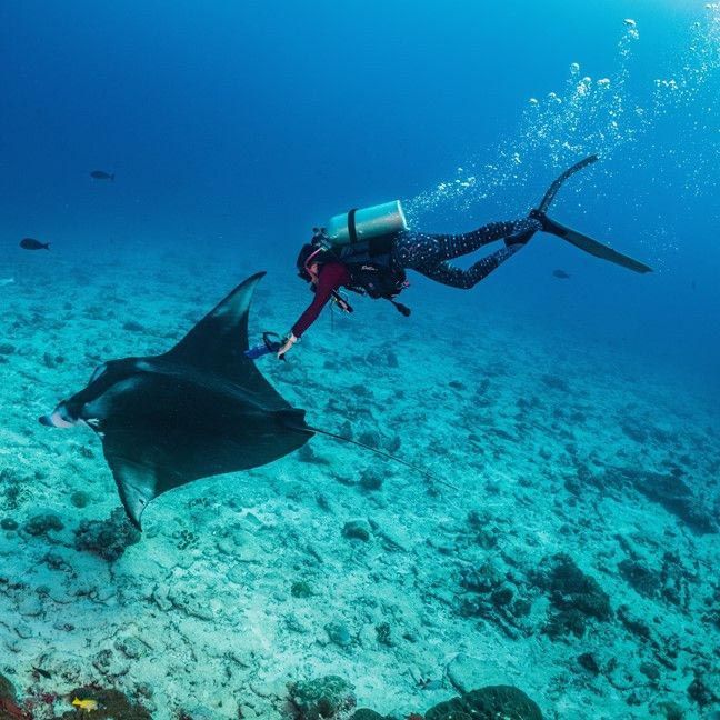 Manta Ray Six Senses Laamu