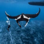 PhotoIDingOceanicManta Maldives 2021 SimonHilbourne