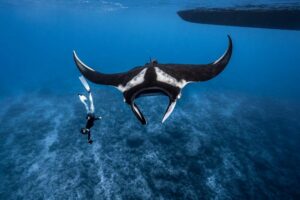 PhotoIDingOceanicManta Maldives 2021 SimonHilbourne