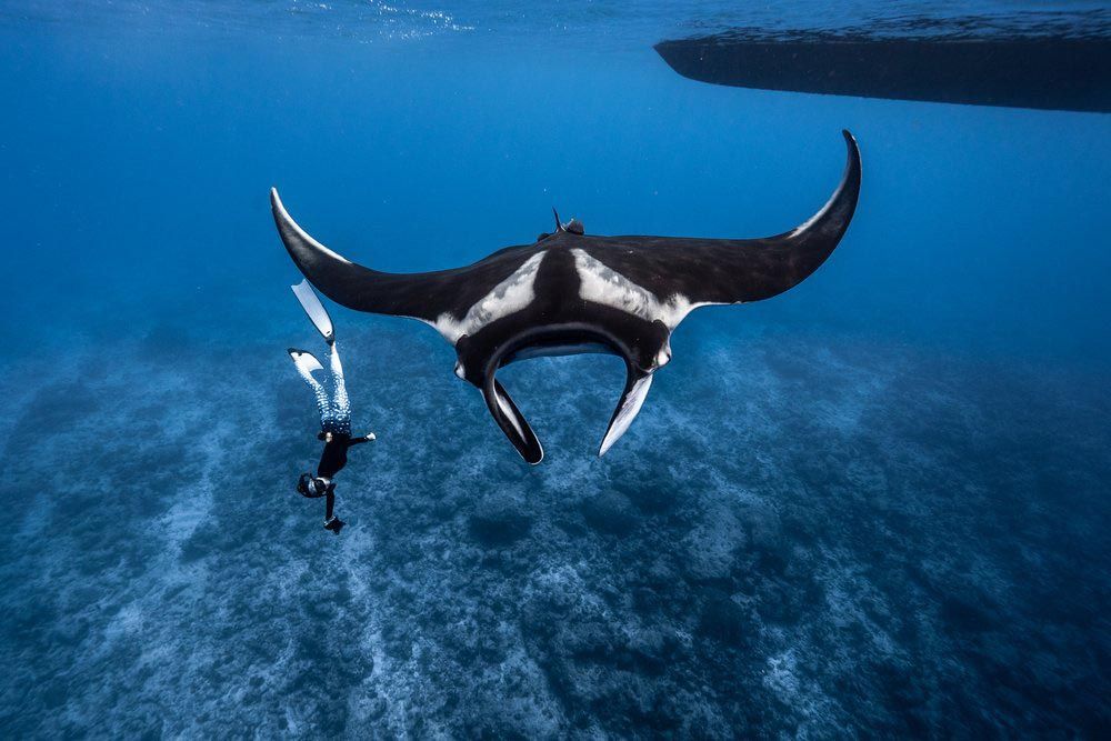 Project Oceanic Manta Ray Connections: Unveiling the Links Between Maldives and Sri Lanka